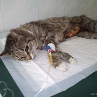 Тольяттинская станция по борьбе с болезнями животных на Олимпийской улице Фото 2 на проекте VetSpravka.ru Тольяттинская станция по борьбе с болезнями животных на Олимпийской улице Фото 2 на проекте VetSpravka.ru